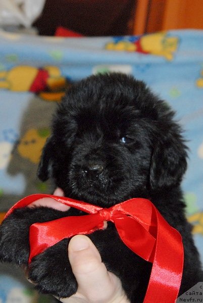 Фото: ньюфаундленд Сент Джонс Югра