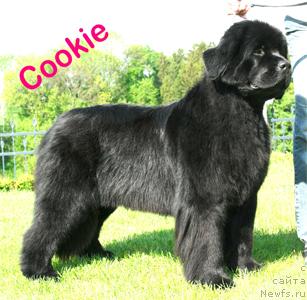 Фото: ньюфаундленд Diamond Nixie for Apachees Home Wichrowe Laki