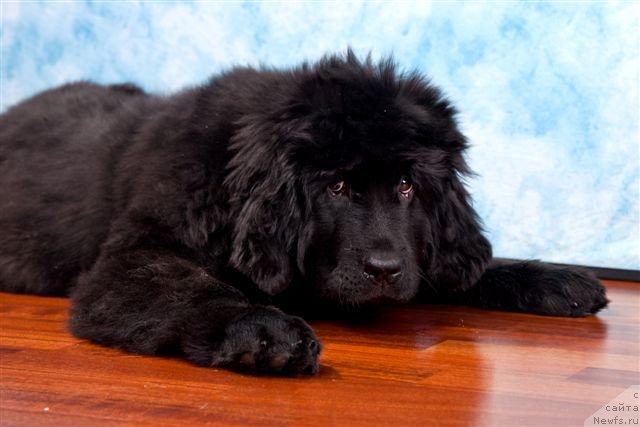 Фото: ньюфаундленд Алиса Радость Шоколадной Мамы