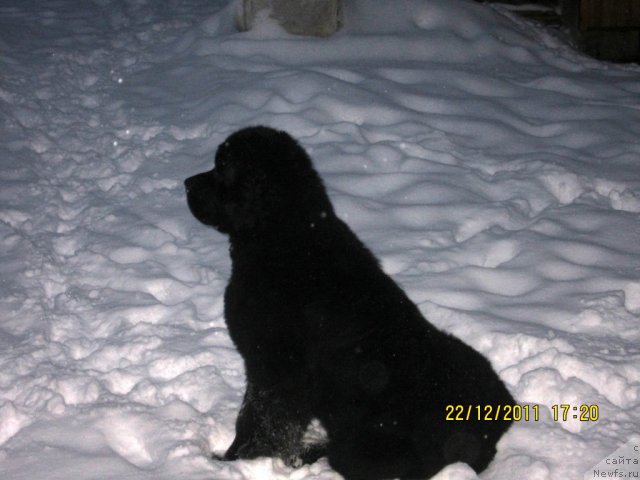 Фото: ньюфаундленд Very Fairweathers X'Got The Rhythm