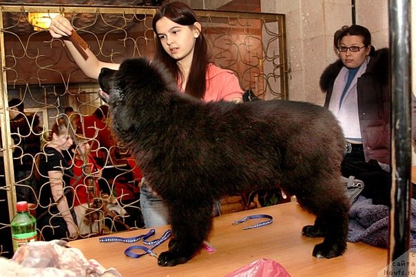 Фото: ньюфаундленд Кипер Соул Лайон Хэерт