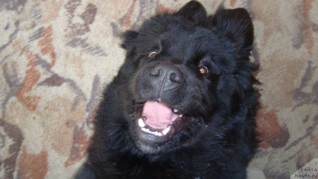 Фото: ньюфаундленд Пассия Короля из Медвежьего Яра (Passia Korolya iz Medvejyego Yara)