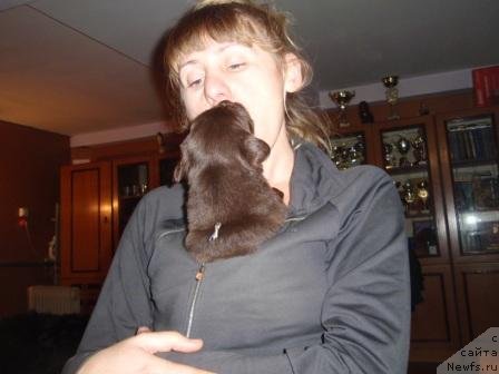 Фото: щенки, ньюфаундленд Арабелла Статная Мулатка