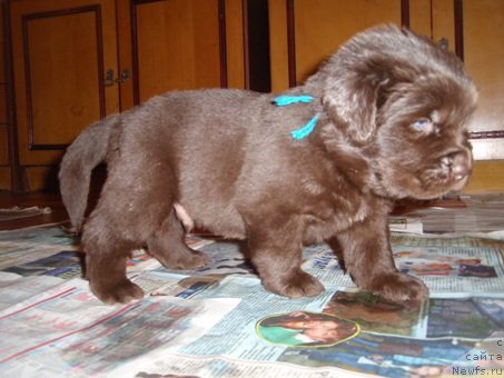 Фото: дети, ньюфаундленд Арабелла Статная Мулатка