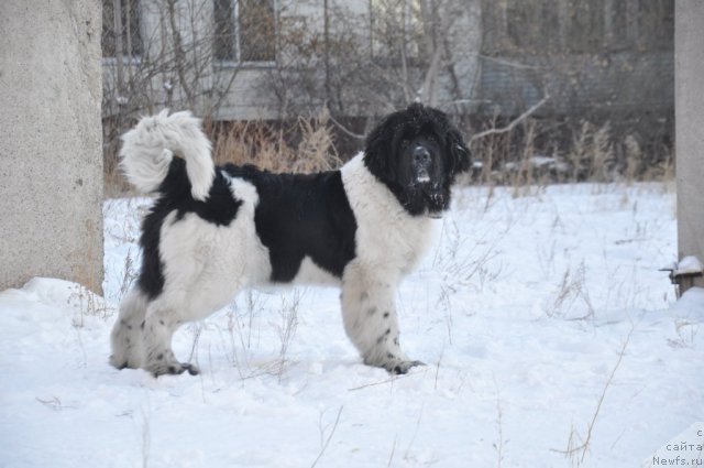 Фото: ньюфаундленд Кара Аюлар Балтазар Бонависта (Kara Aular Baltazar Bonavista)