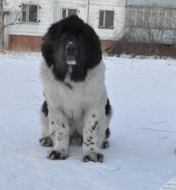 Фото: ньюфаундленд Кара Аюлар Балтазар Бонависта (Kara Aular Baltazar Bonavista)