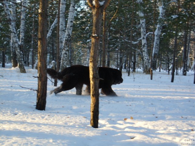 Фото: ньюфаундленд Черный Шарм Амбер Бест Дог ФО Марлеон