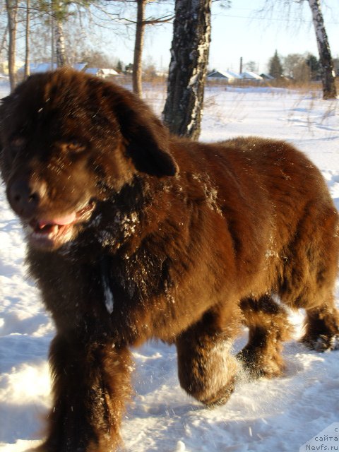 Фото: ньюфаундленд Черный Шарм Амбер Бест Дог ФО Марлеон
