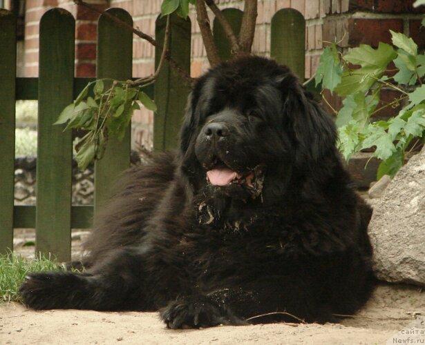 Фото: ньюфаундленд Warta Lida Wichrowe Laki