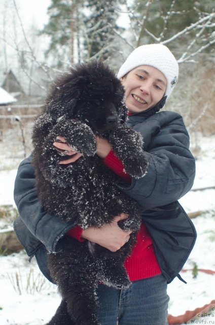 Фото: Оксана Волкова, ньюфаундленд Примадонна Климская