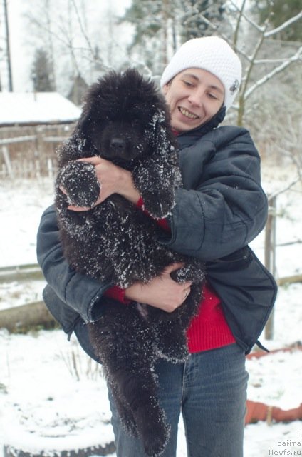 Фото: Оксана Волкова, ньюфаундленд Примадонна Климская