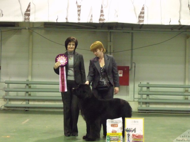 Фото: ньюфаундленд Желанная Моя