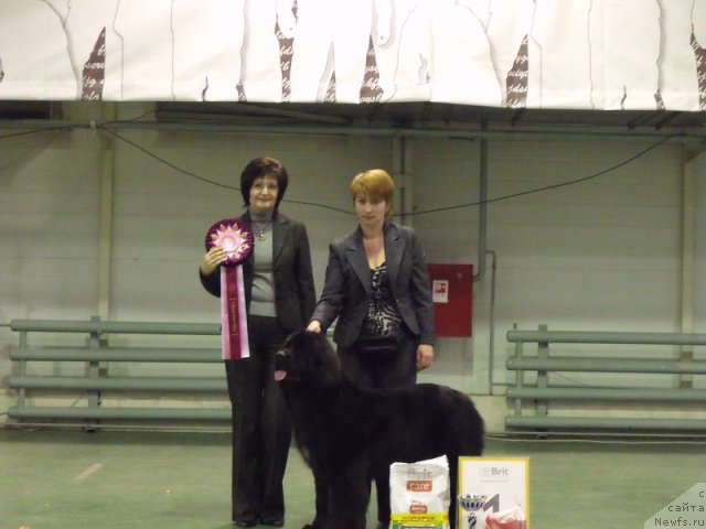 Фото: ньюфаундленд Желанная Моя