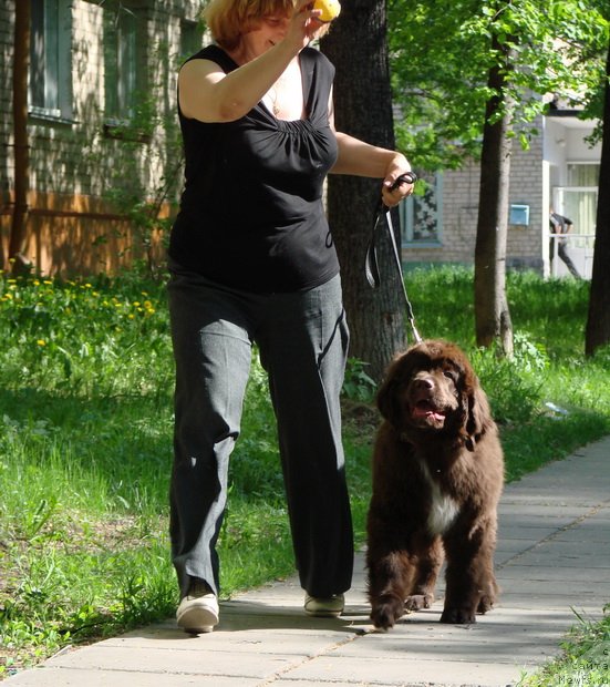 Фото: ньюфаундленд Обуш Шед Янтарный Поцелуй, Светлана Панченко