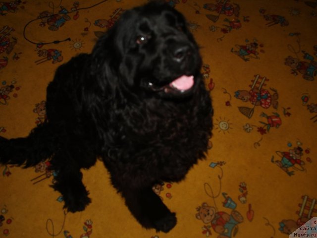 Фотография № 83917