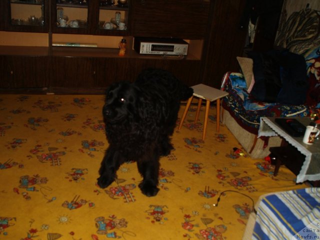 Фотография № 83918