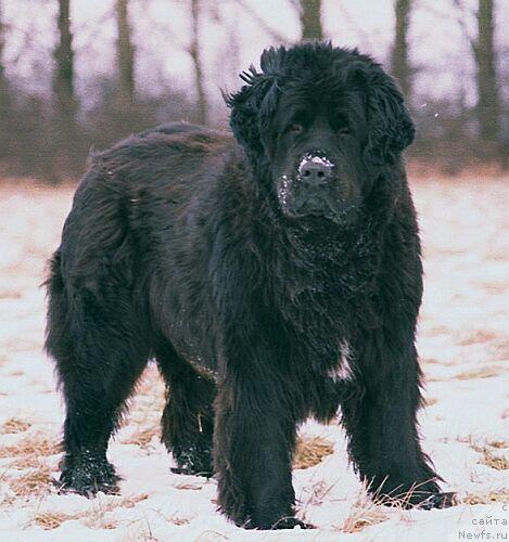 Фото: ньюфаундленд Halszka Kniaziowna Wichrowe Laki