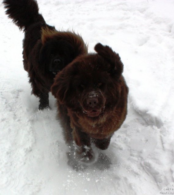 Фото: ньюфаундленд Чанси из Золотого Треугольника, ньюфаундленд Черный Шарм Ангельская Красота (Chernyi Sharm Angel'skaya Krasota)