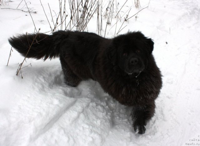 Фото: ньюфаундленд Чанси из Золотого Треугольника