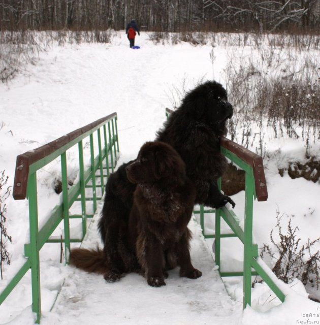 Фото: ньюфаундленд Чанси из Золотого Треугольника, ньюфаундленд Черный Шарм Ангельская Красота (Chernyi Sharm Angel'skaya Krasota)