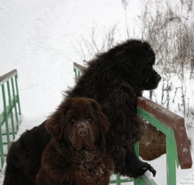Фото: ньюфаундленд Чанси из Золотого Треугольника, ньюфаундленд Черный Шарм Ангельская Красота (Chernyi Sharm Angel'skaya Krasota)