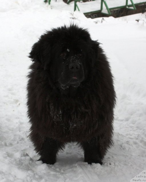 Фото: ньюфаундленд Чанси из Золотого Треугольника