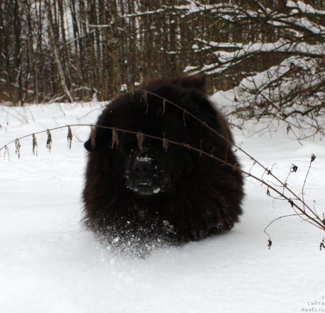Фото: ньюфаундленд Чанси из Золотого Треугольника