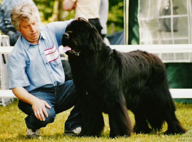 Фото: ньюфаундленд Prince Pepi Wichrowe Laki