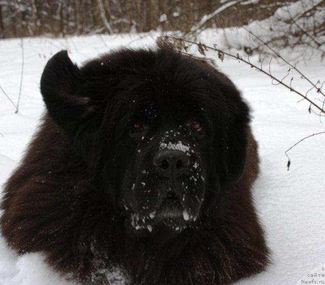 Фото: ньюфаундленд Чанси из Золотого Треугольника