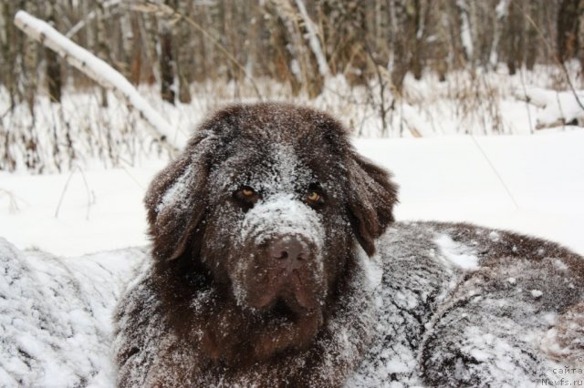 Фото: ньюфаундленд Черный Шарм Ангельская Красота (Chernyi Sharm Angel'skaya Krasota)