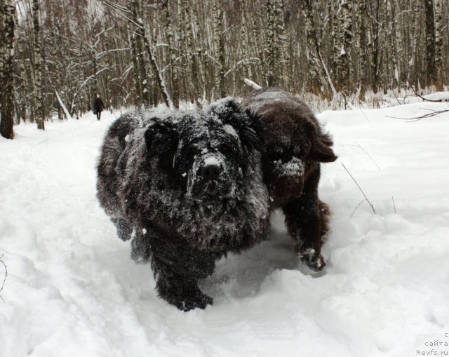 Фото: ньюфаундленд Чанси из Золотого Треугольника, ньюфаундленд Черный Шарм Ангельская Красота (Chernyi Sharm Angel'skaya Krasota)