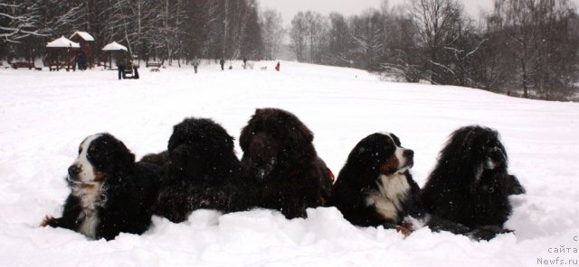 Фото: Граня, ньюфаундленд Чанси из Золотого Треугольника, ньюфаундленд Черный Шарм Ангельская Красота (Chernyi Sharm Angel'skaya Krasota), Тай, Понтий