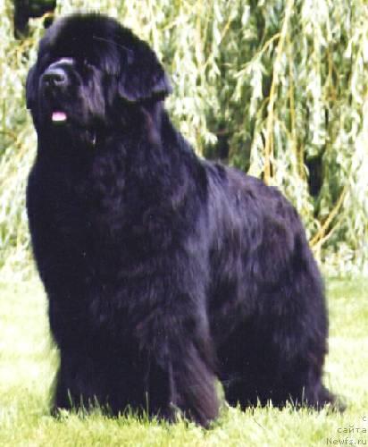 Фото: ньюфаундленд Prince Pepi Wichrowe Laki