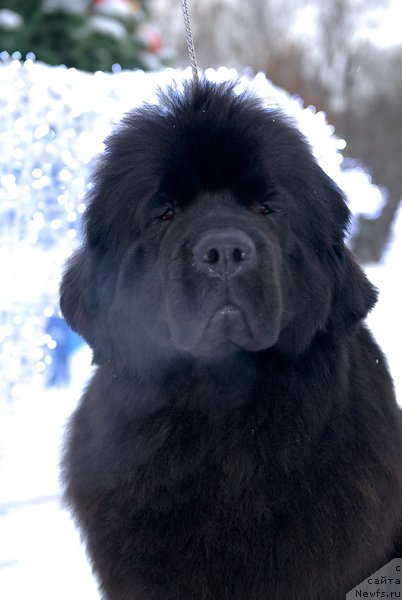 Фотография № 83942