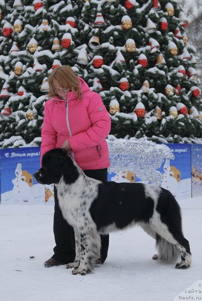 Фото: ньюфаундленд Сент Джонс Фаберже Коллекшен (Sent Djons Faberge Collection)