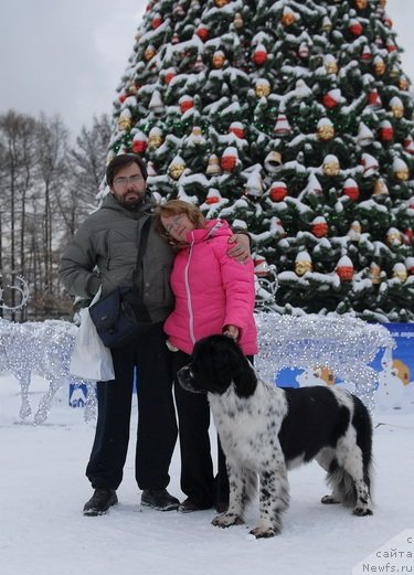 Фото: ньюфаундленд Сент Джонс Фаберже Коллекшен (Sent Djons Faberge Collection)