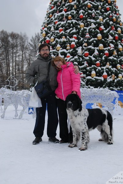 Фото: ньюфаундленд Сент Джонс Фаберже Коллекшен (Sent Djons Faberge Collection)