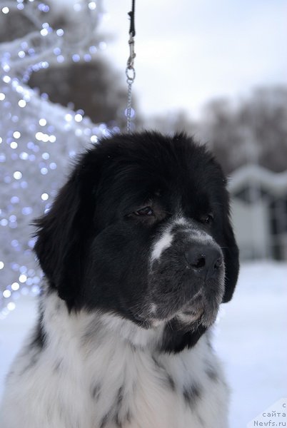 Фотография № 83950