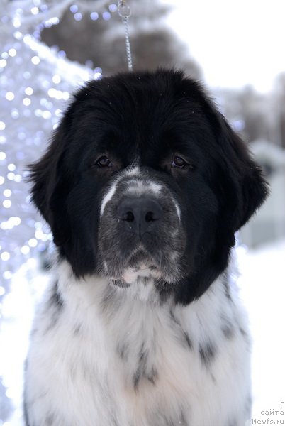 Фотография № 83951