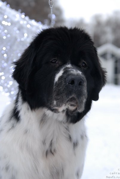 Фотография № 83952