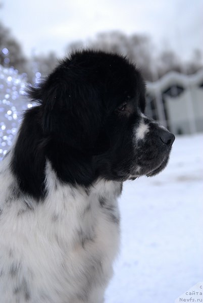 Фотография № 83953