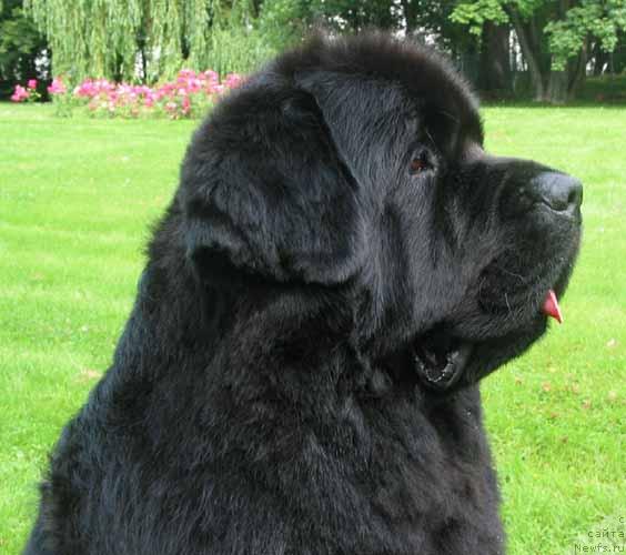 Фото: ньюфаундленд Prince Pepi Wichrowe Laki