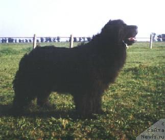 Фото: ньюфаундленд Tara Wichrowe Laki