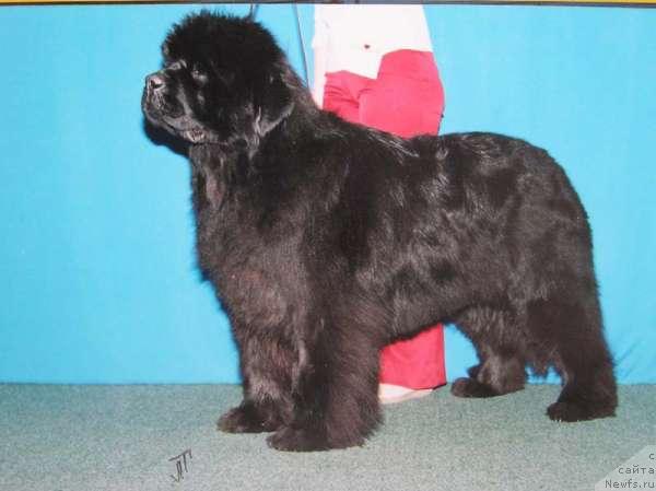 Фото: ньюфаундленд King Sibiria von Aiching