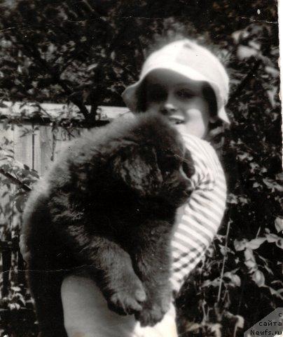 Фото: ньюфаундленд Грэм Алриф Ботсвейн