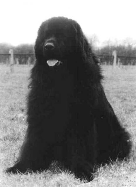 Фото: ньюфаундленд Czardasz Wichrowe Laki