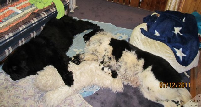 Фото: ньюфаундленд Их Высочество Владлена Маджикс, ньюфаундленд Супер Бизон Екатеринбург (Super Bizon Ekaterinburg)