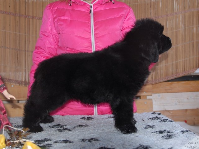 Фото: ньюфаундленд Сент Джонс Эбони ин Файер