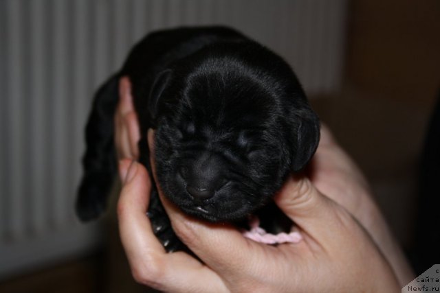 Фото: Дети  [d7785:Дольки] и [d8513:Сэма], розовая девочка