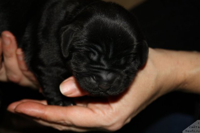 Фото: Розовая девочка